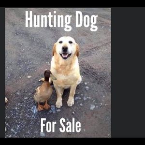 Meet your Posher, Miles